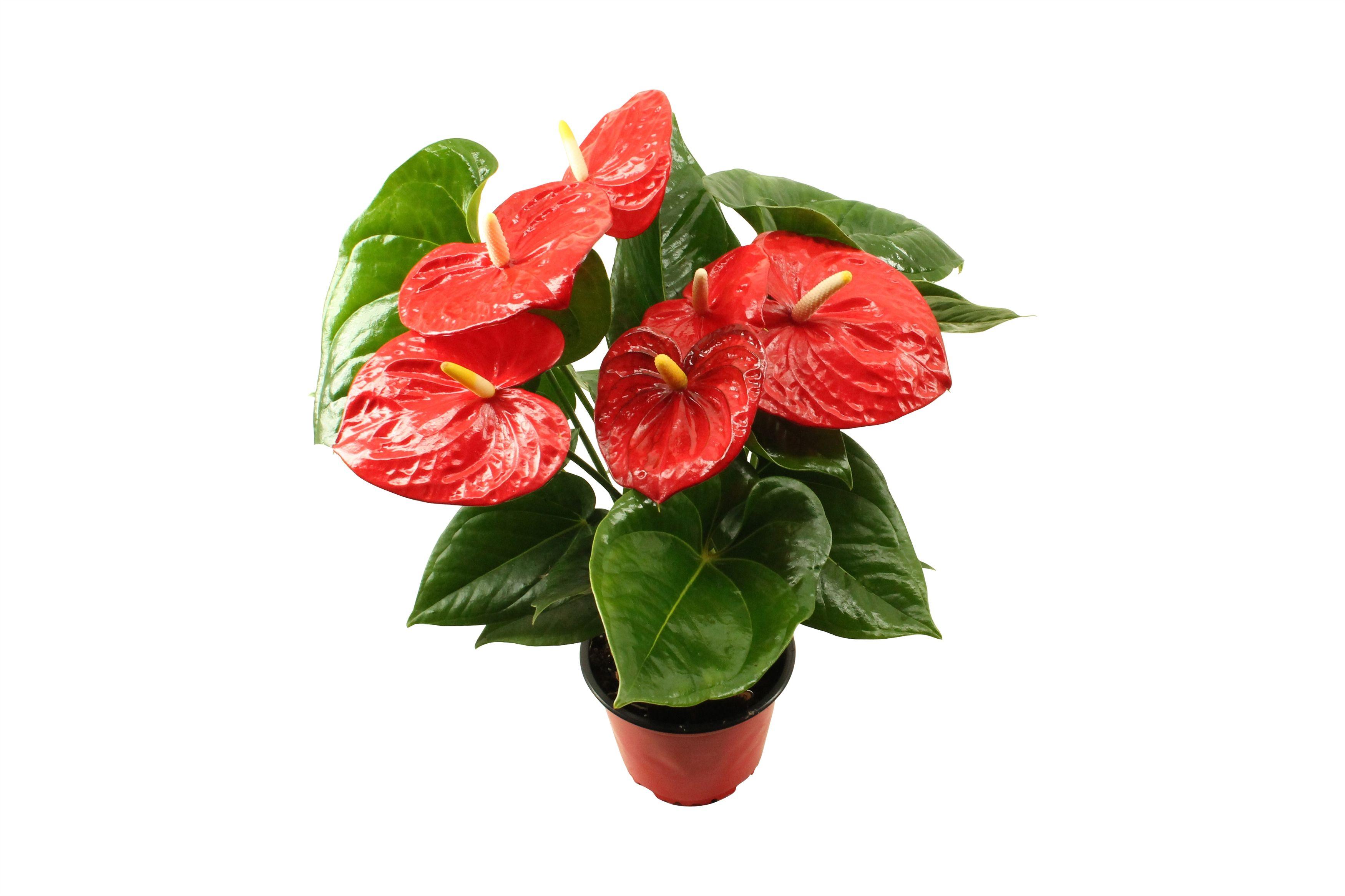 Горшечные цветы и растения оптом Anth An Aloha Red 5+ от 8шт из Голландии с доставкой по России