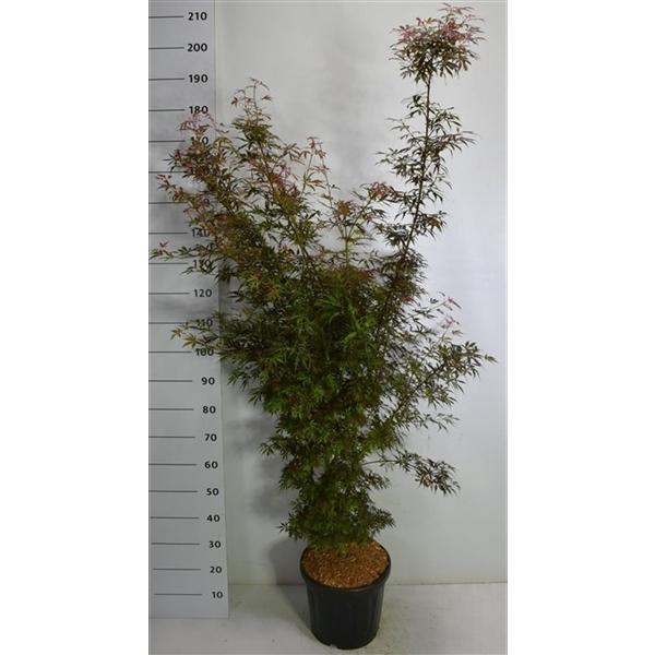 Горшечные цветы и растения оптом Acer Palm Jerre Schwartz от 1шт из Голландии с доставкой по России