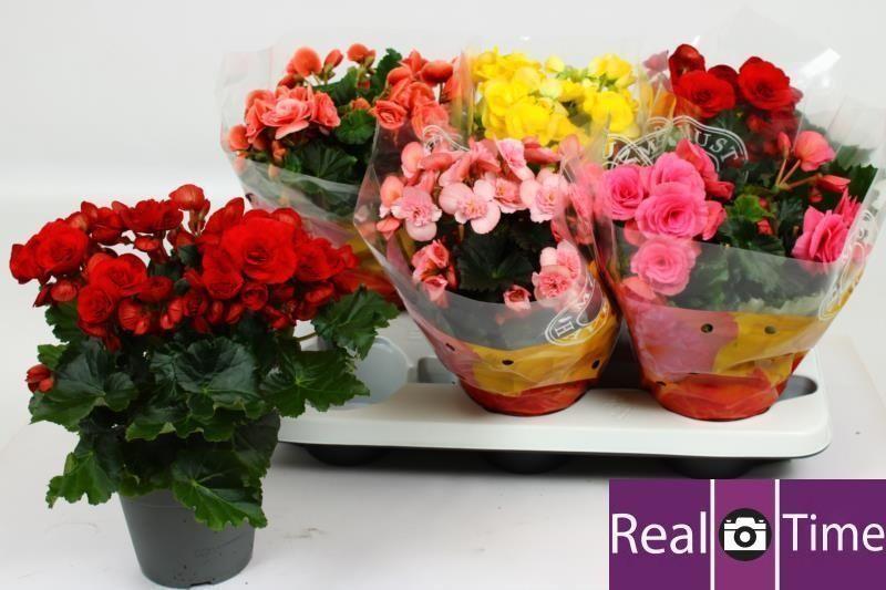 Горшечные цветы и растения оптом Beg Du Gem от 6шт (для телеги) из Голландии с доставкой по России