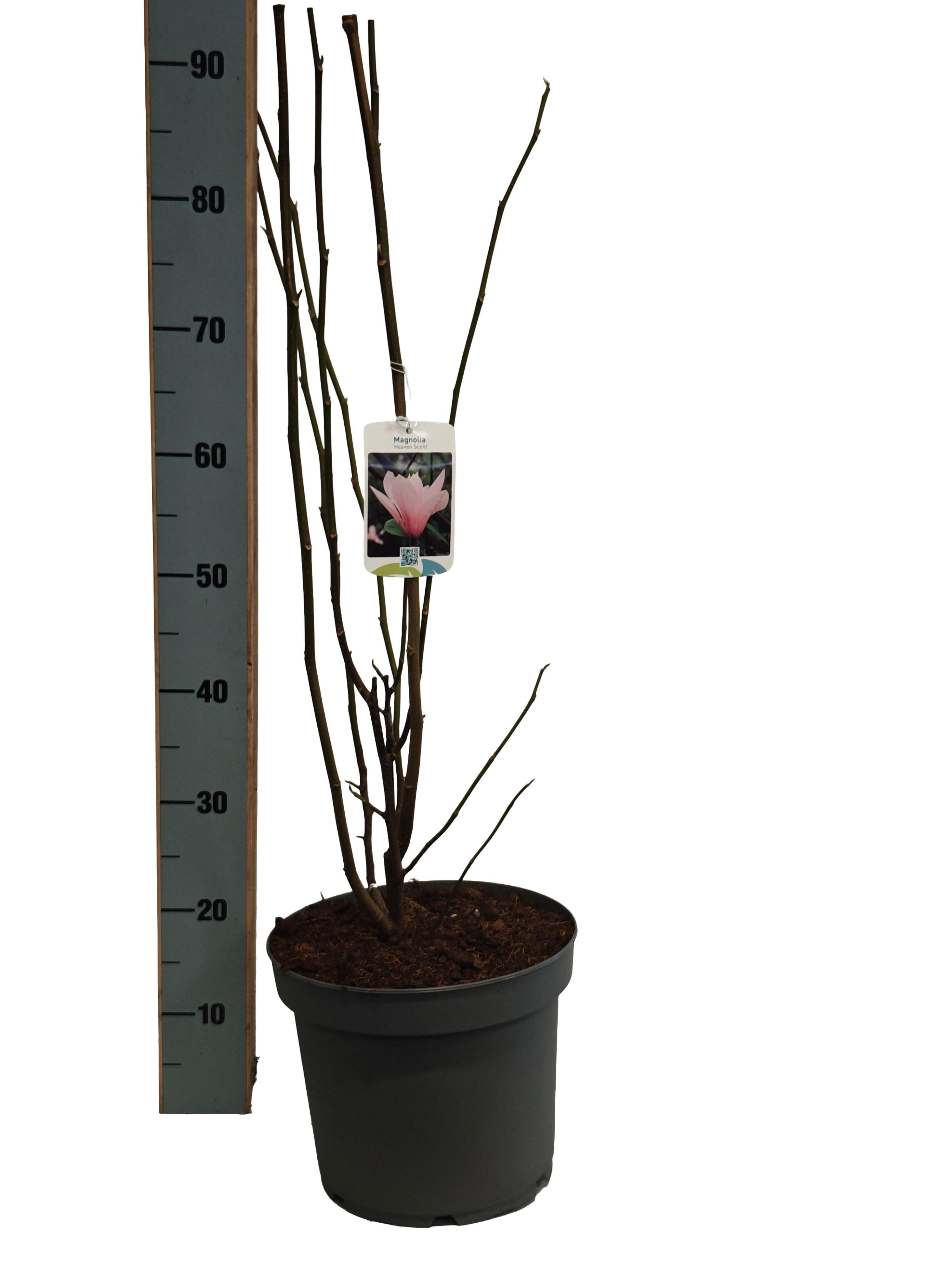 Горшечные цветы и растения оптом Magn Heaven Scent от 1шт из Голландии с доставкой по России