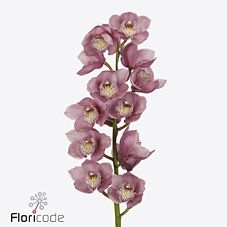 Срезанные цветы оптом Cymbidium pink hms rosa от 6шт из Голландии с доставкой по России