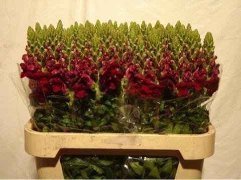 Срезанные цветы оптом Antirrhinum red от 60шт из Голландии с доставкой по России