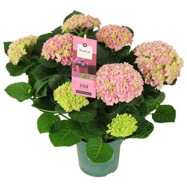 Горшечные цветы и растения оптом Hydrangea Ma Magical Evolution Pink 5+ от 6шт из Голландии с доставкой по России
