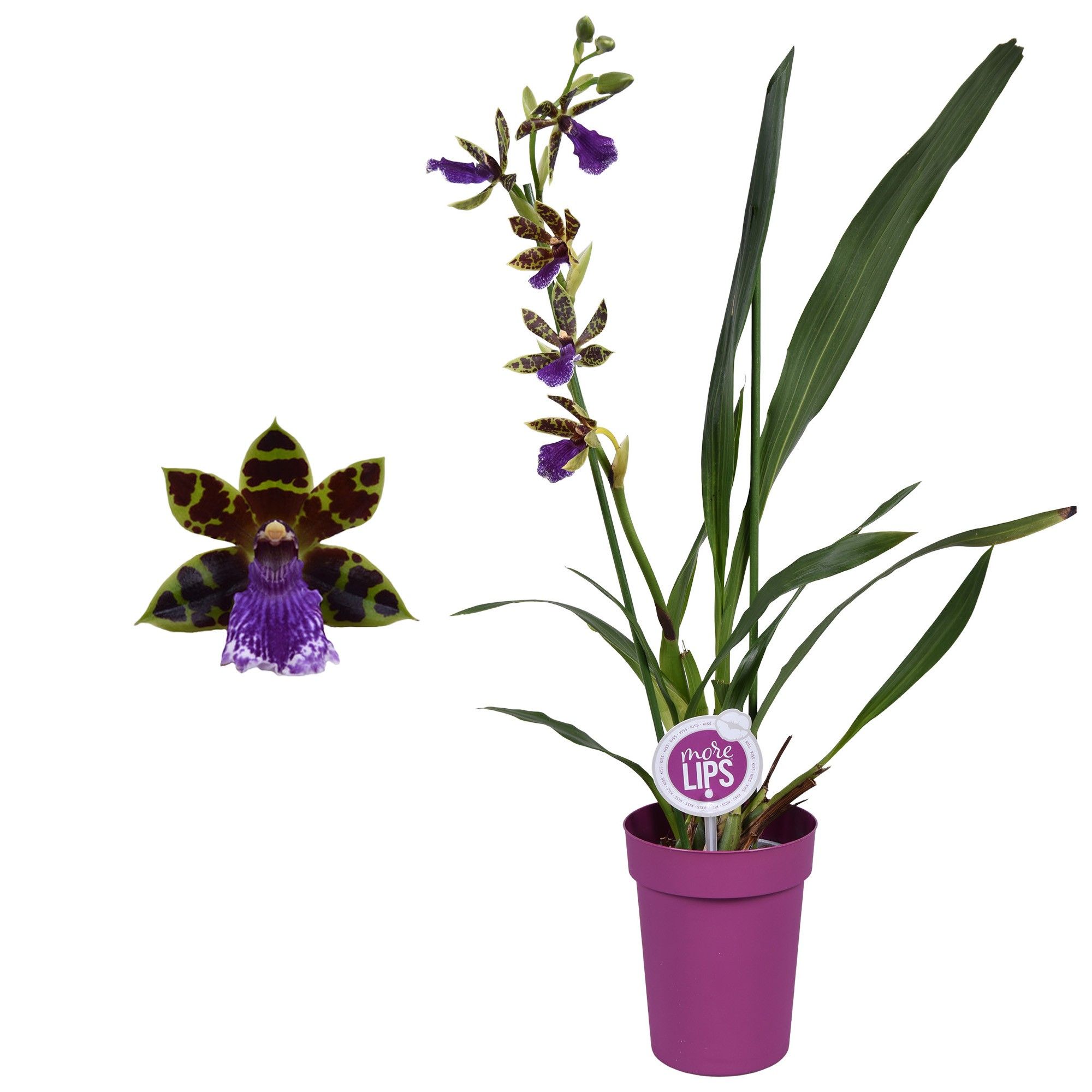 Горшечные цветы и растения оптом Zygopetalum 1st 5+ от 6шт из Голландии с доставкой по России