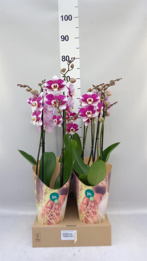 Горшечные цветы и растения оптом Phalaenopsis ant Barcelona от 4шт из Голландии с доставкой по России