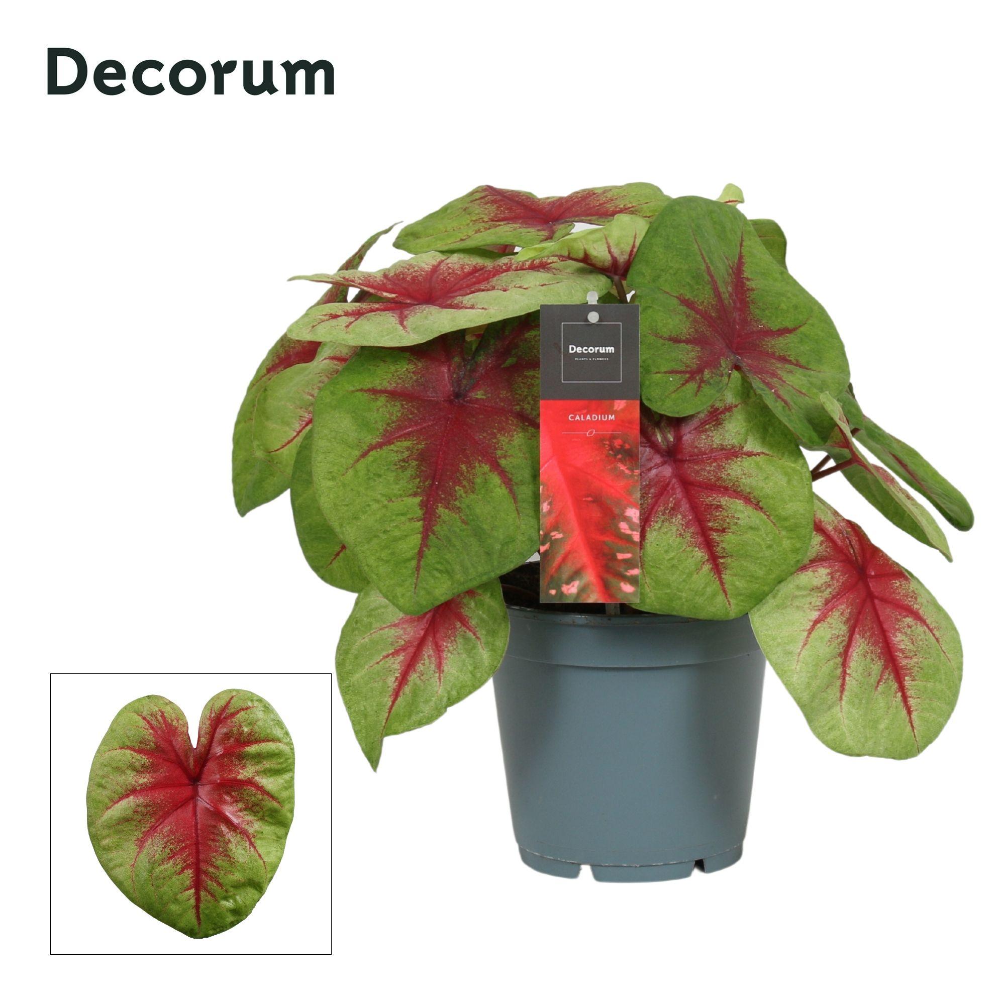 Горшечные цветы и растения оптом Caladium Lemon Blush (decorum) от 6шт из Голландии с доставкой по России