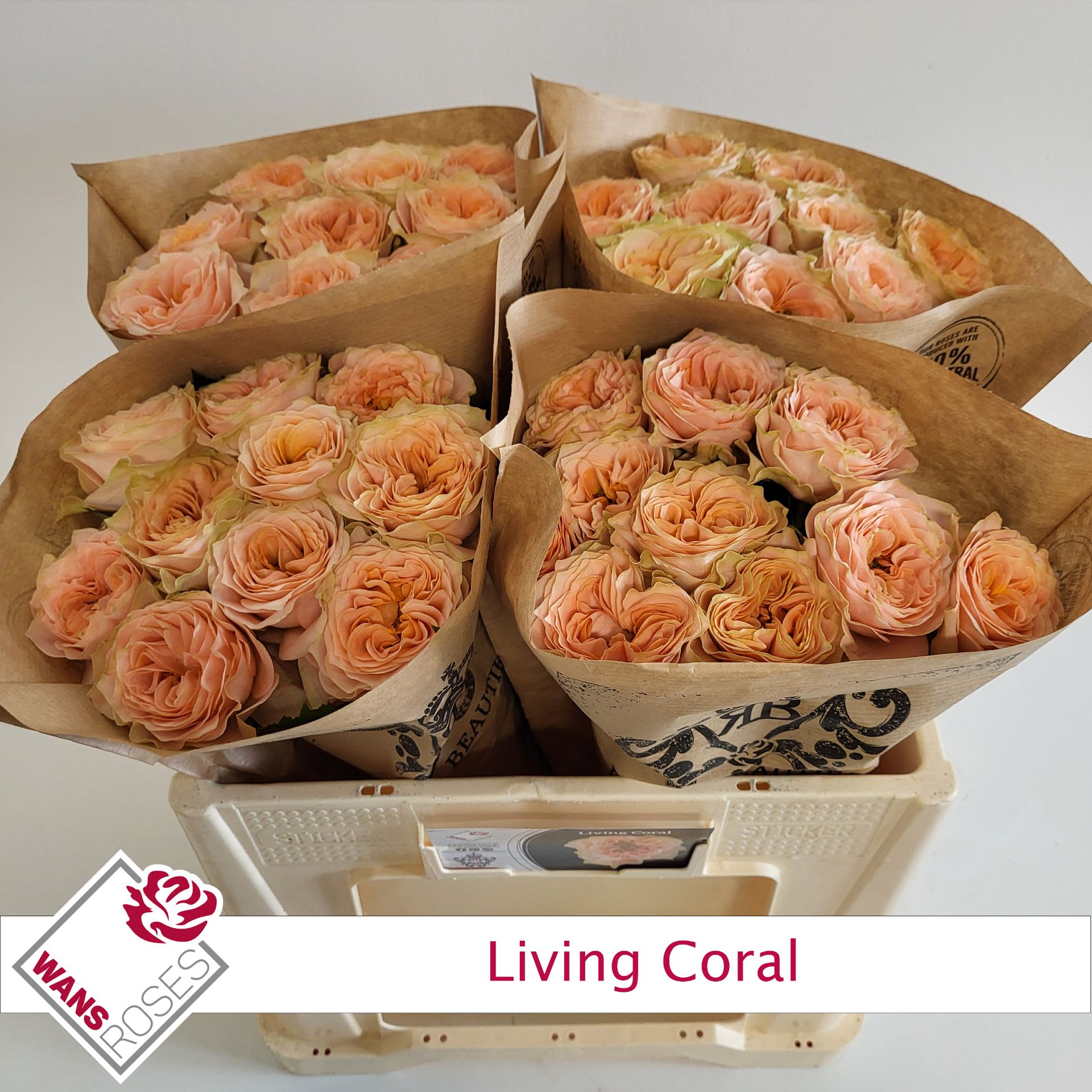 Срезанные цветы оптом Rosa garden living coral от 40шт из Голландии с доставкой по России