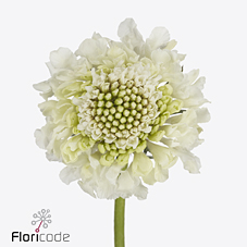 Срезанные цветы оптом Scabiosa milky scoop от 60шт из Голландии с доставкой по России Срезанные цветы оптом Scabiosa milky scoop от 60шт из Голландии с доставкой по России