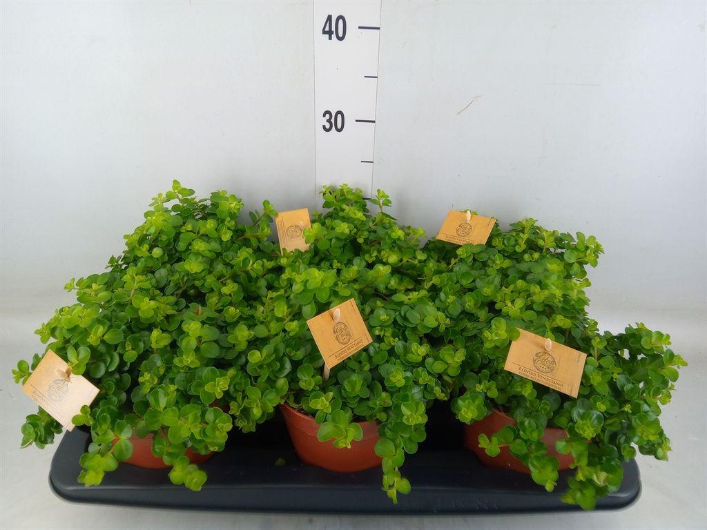 Горшечные цветы и растения оптом Peperomia Rotundifolia от 6шт из Голландии с доставкой по России