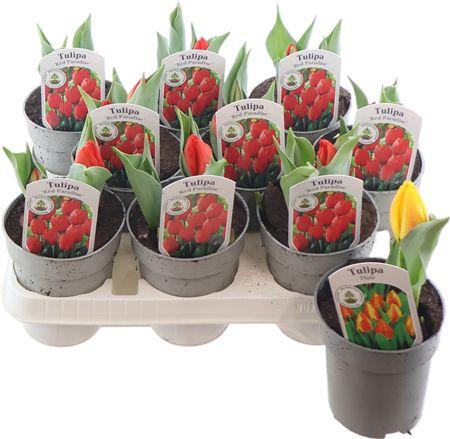 Горшечные цветы и растения оптом Tul Gemischt от 9шт из Голландии с доставкой по России
