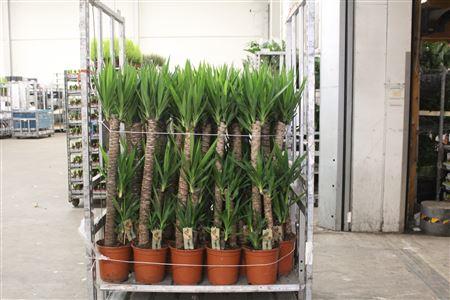 Горшечные цветы и растения оптом Yucca 90-45-20 Cm от 1шт из Голландии с доставкой по России