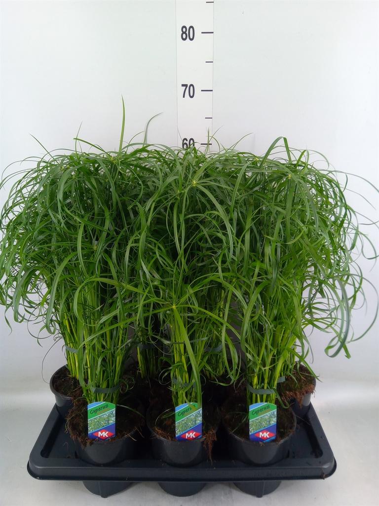 Горшечные цветы и растения оптом Cyperus Alternifolius от 7шт из Голландии с доставкой по России