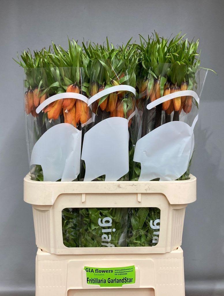 Срезанные цветы оптом Fritillaria garland star от 30шт из Голландии с доставкой по России