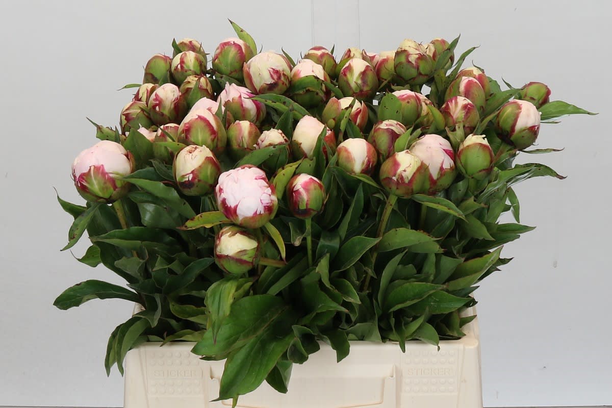 Срезанные цветы оптом Paeonia shirley temple от 60шт из Голландии с доставкой по России