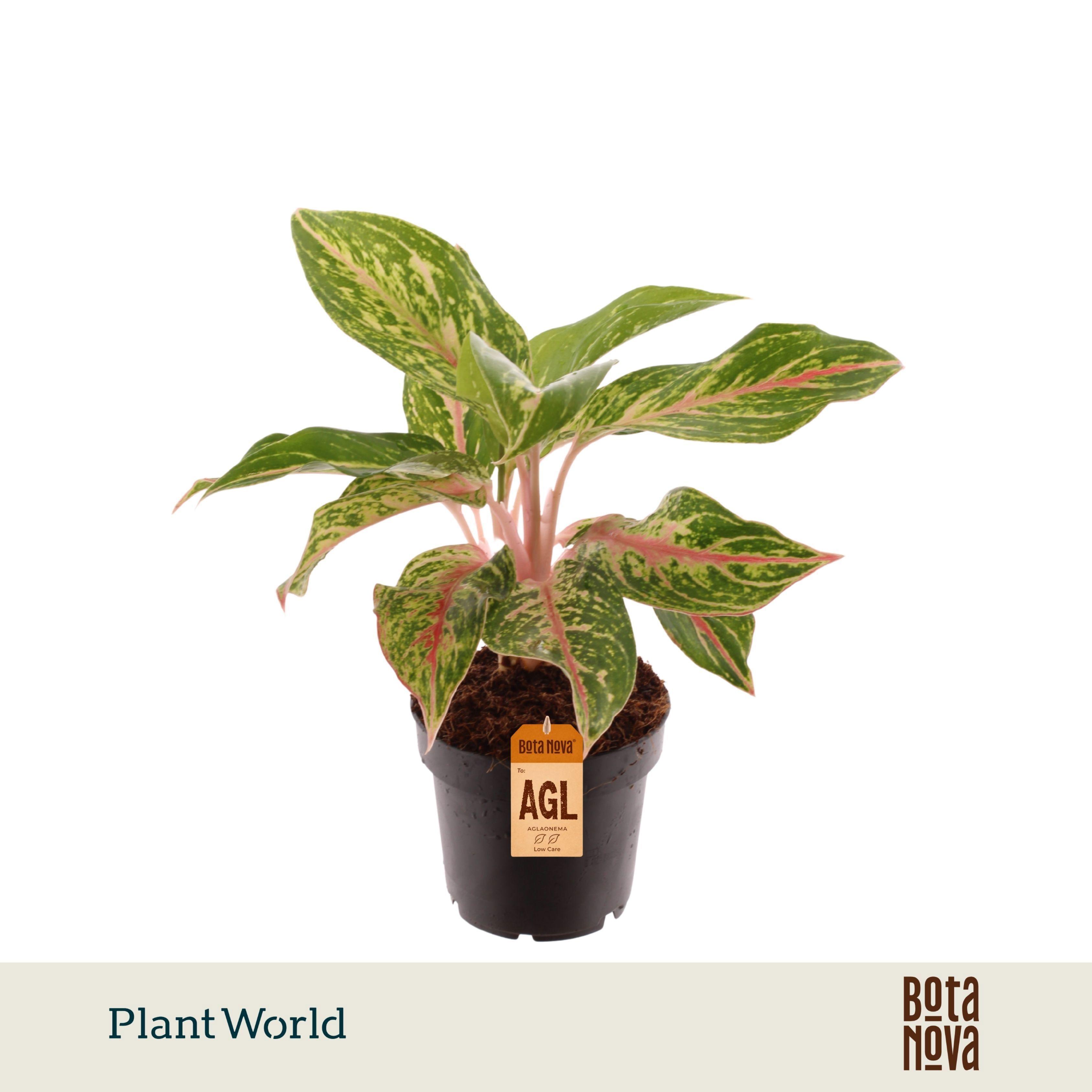 Горшечные цветы и растения оптом Aglaonema Sparkling Sarah от 10шт из Голландии с доставкой по России