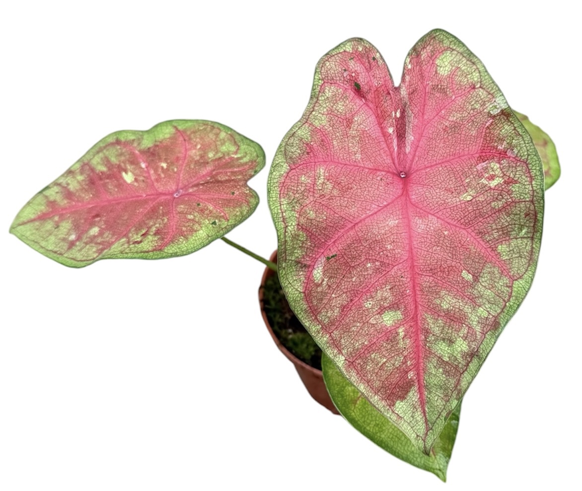 Горшечные цветы и растения оптом Caladium Sexy Pink от 1шт (для телеги) из Голландии с доставкой по России