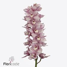 Срезанные цветы оптом Cymbidium pink nikkie от 9шт. из Голландии с доставкой по России