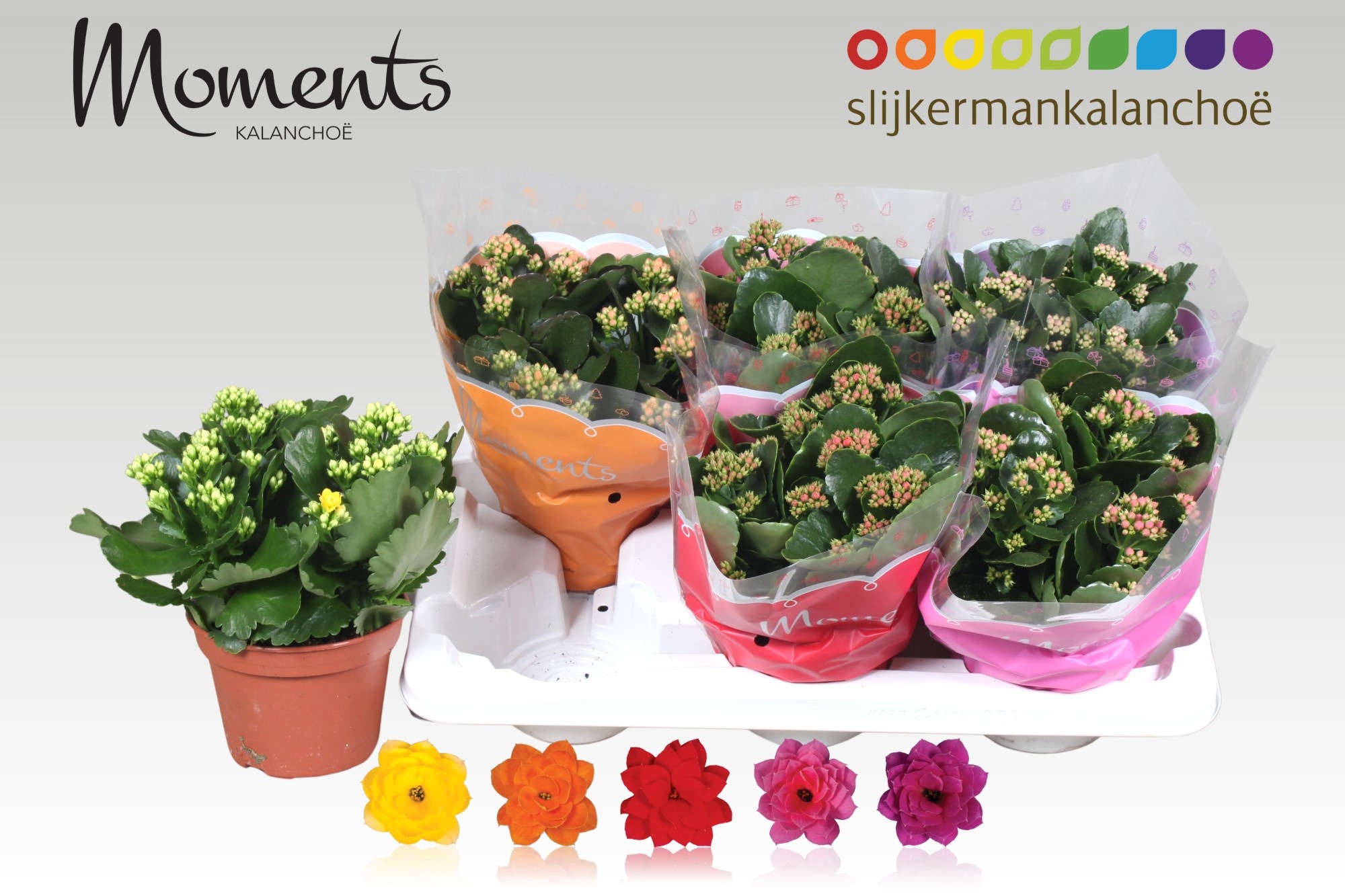 Горшечные цветы и растения оптом Kal Ge Gem 5 Kl от 6шт из Голландии с доставкой по России