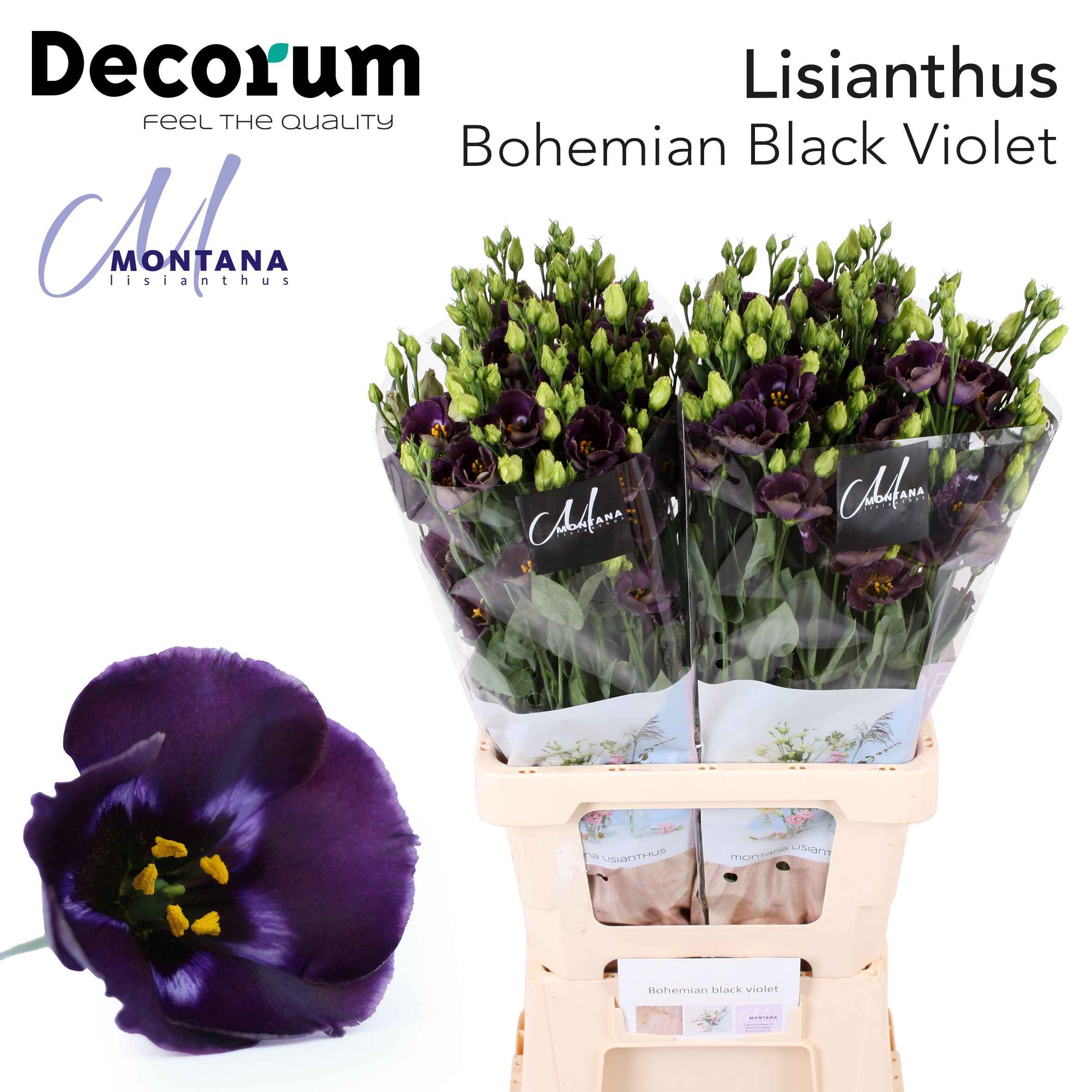 Срезанные цветы оптом Lisianthus si bohemian black violet от 20шт из Голландии с доставкой по России