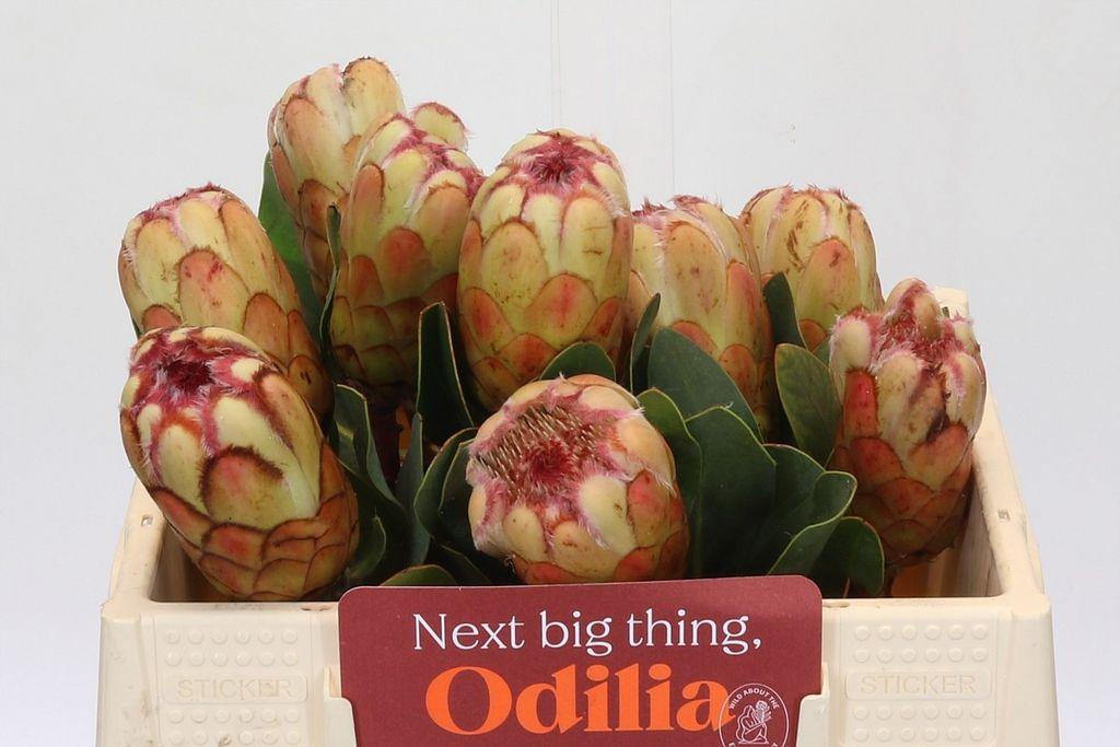 Срезанные цветы оптом Protea grandicolor от 10шт из Голландии с доставкой по России