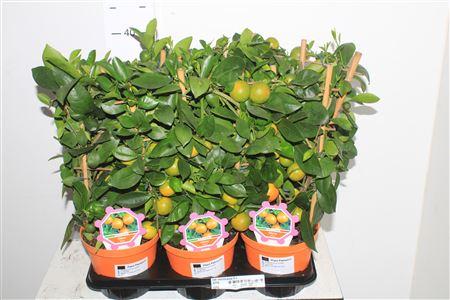 Горшечные цветы и растения оптом Citr Microcarpa 8+ от 6шт (для телеги) из Голландии с доставкой по России