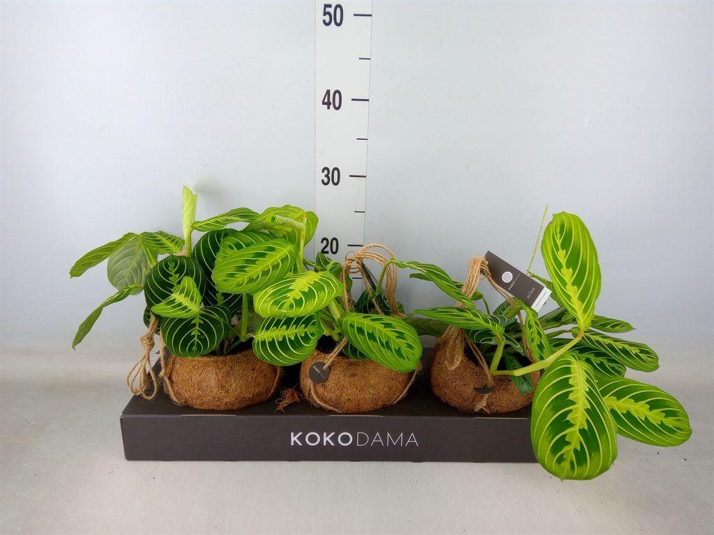 Горшечные цветы и растения оптом Maranta Leuc.   ... от 3шт из Голландии с доставкой по России