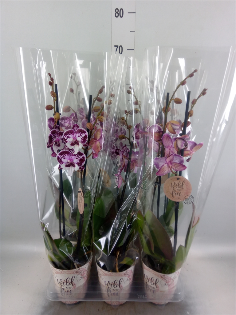 Горшечные цветы и растения оптом Phalaenopsis   ... от 6шт из Голландии с доставкой по России