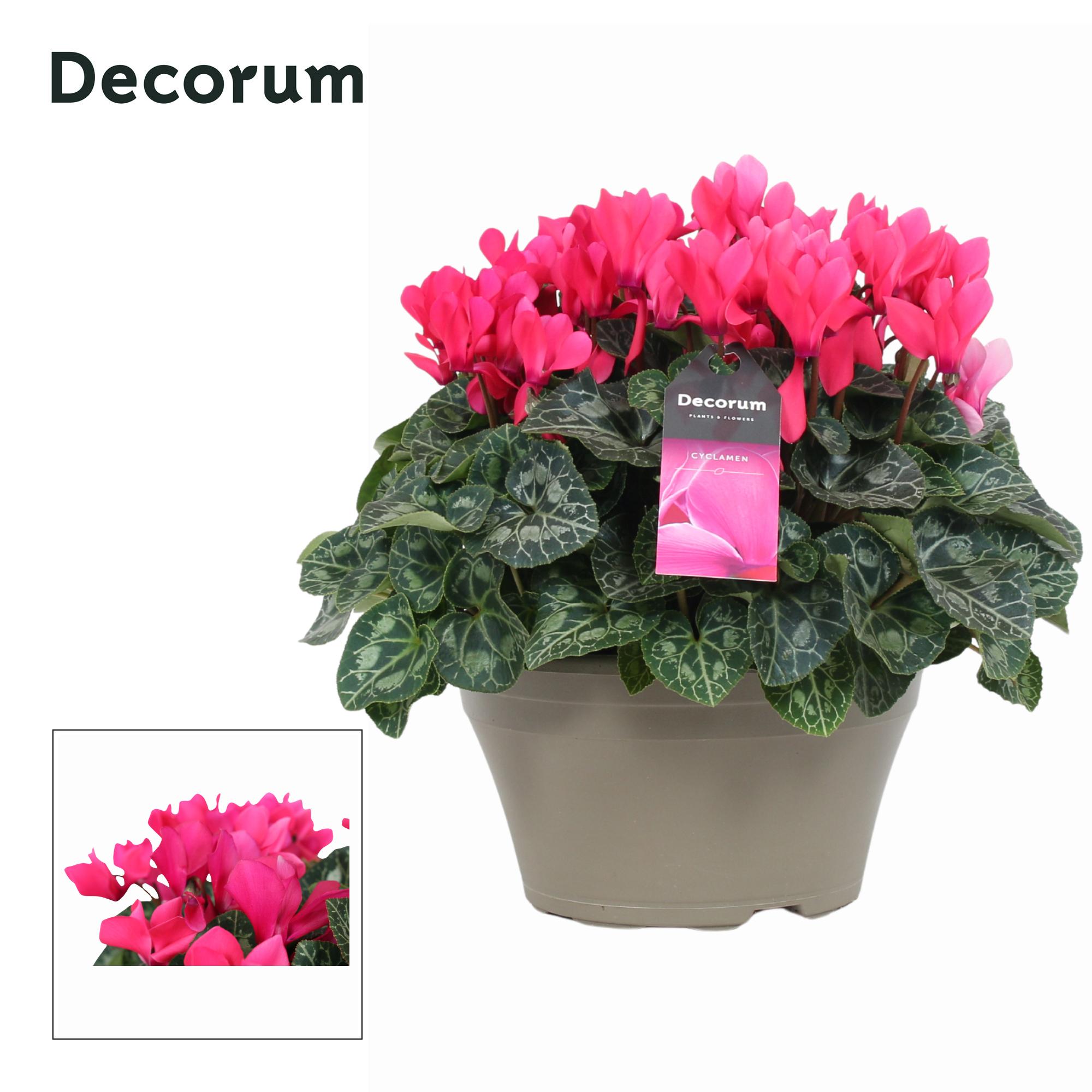 Горшечные цветы и растения оптом Cyclamen Lovely Moments Pink Bowl Ariel (decorum) от 1шт (для телеги) из Голландии с доставкой по России