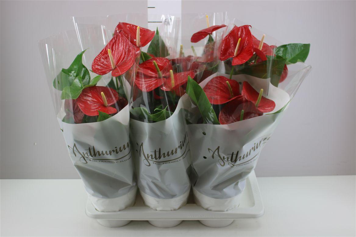 Горшечные цветы и растения оптом Anth An Minnesota от 6шт из Голландии с доставкой по России