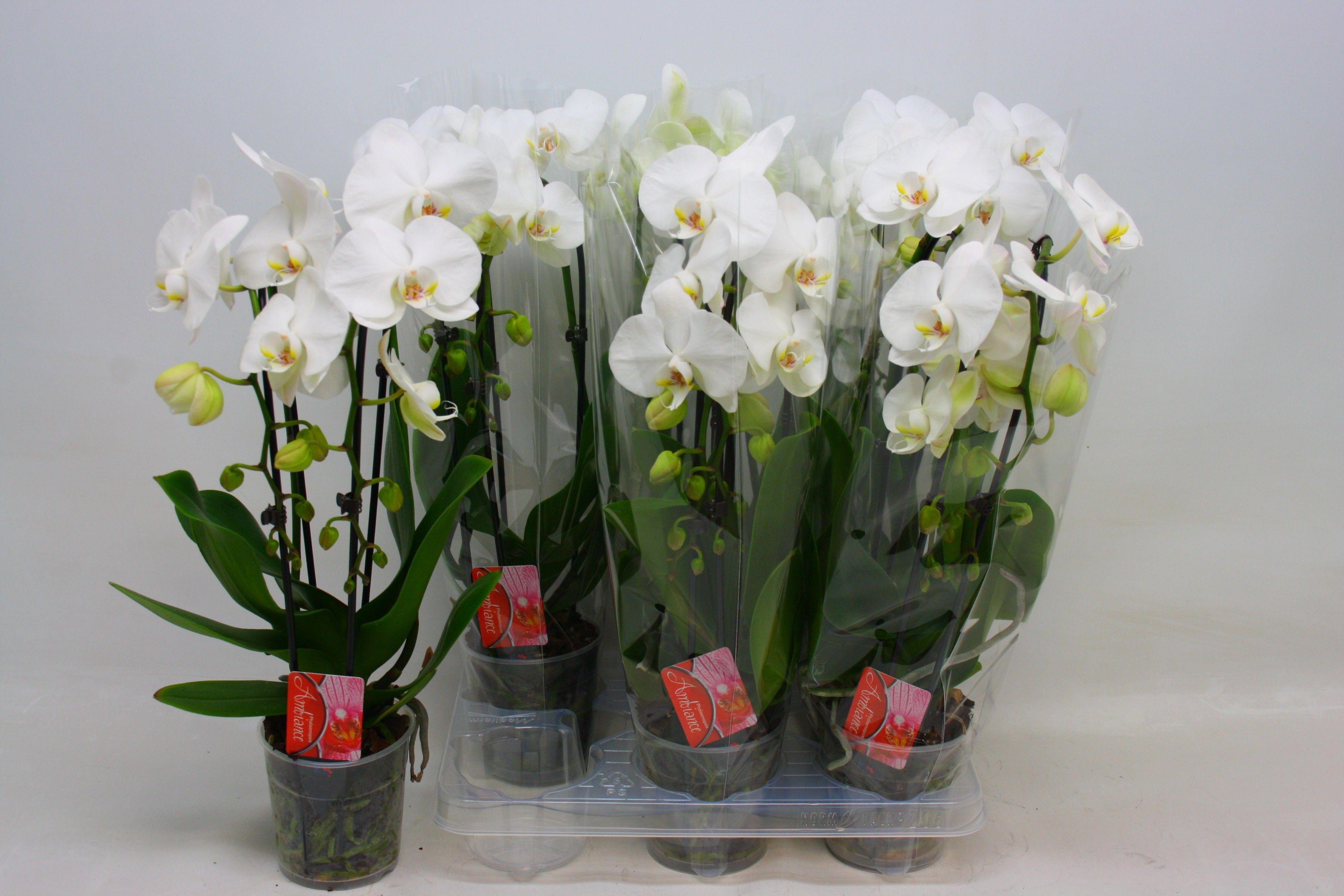 Горшечные цветы и растения оптом Pellaea Rotundifolia AA от 16шт (для телеги) из Голландии с доставкой по России