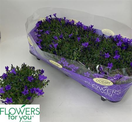 Горшечные цветы и растения оптом Camp Por Ocean от 10шт (для телеги) из Голландии с доставкой по России