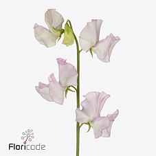 Срезанные цветы оптом Lathyrus wedding white (white-pink) от 50шт. из Голландии с доставкой по России