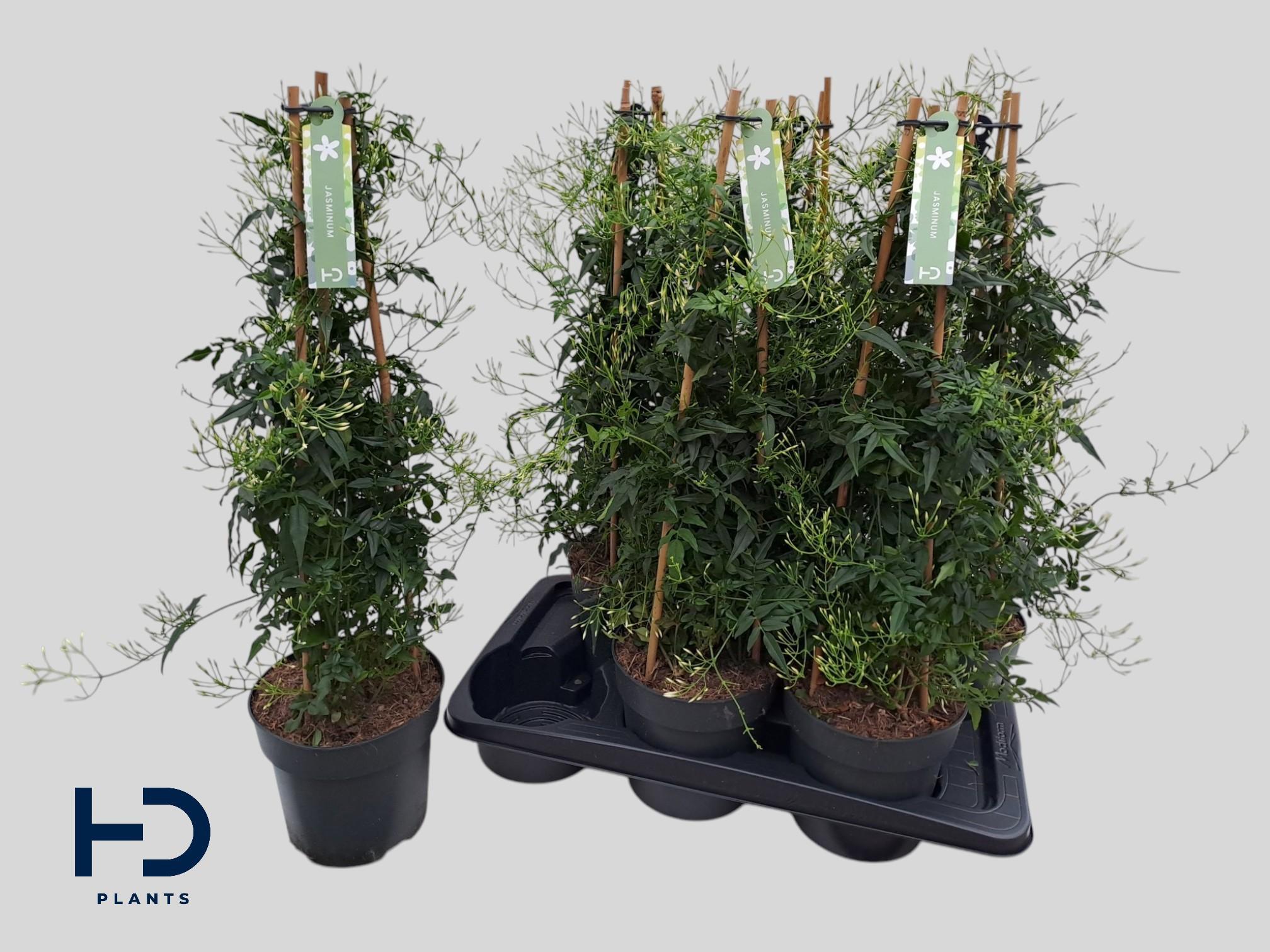 Горшечные цветы и растения оптом Jasm Polyanthum Wit от 6шт из Голландии с доставкой по России