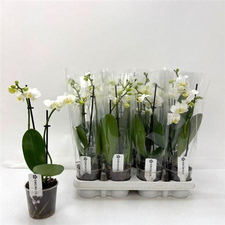 Горшечные цветы и растения оптом Phal Ov Wit 2 Branche 12+ от 12шт (для телеги) из Голландии с доставкой по России Горшечные цветы и растения оптом Phal Ov Wit 2 Branche 12+ от 12шт (для телеги) из Голландии с доставкой по России