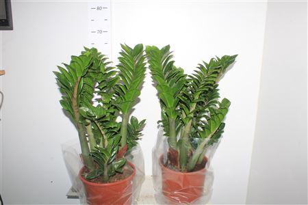Горшечные цветы и растения оптом Zamioculcas Zenzi 6+ от 1шт из Голландии с доставкой по России