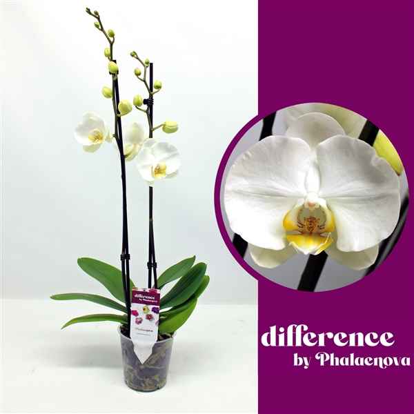 Горшечные цветы и растения оптом Phal 2st Krystina 18+ (phalaenova) от 10шт из Голландии с доставкой по России