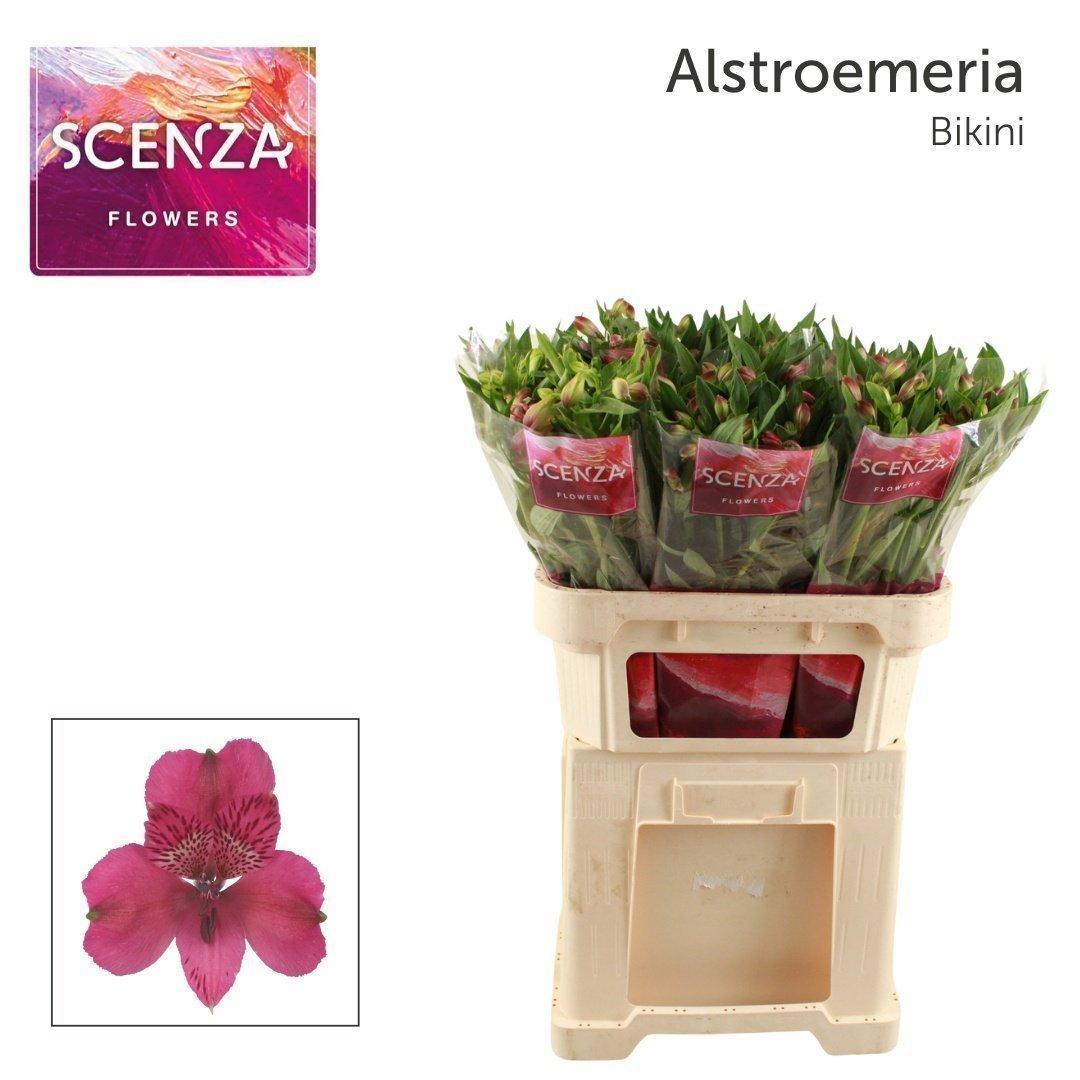 Срезанные цветы оптом Alstroemeria bikini от 60шт из Голландии с доставкой по России