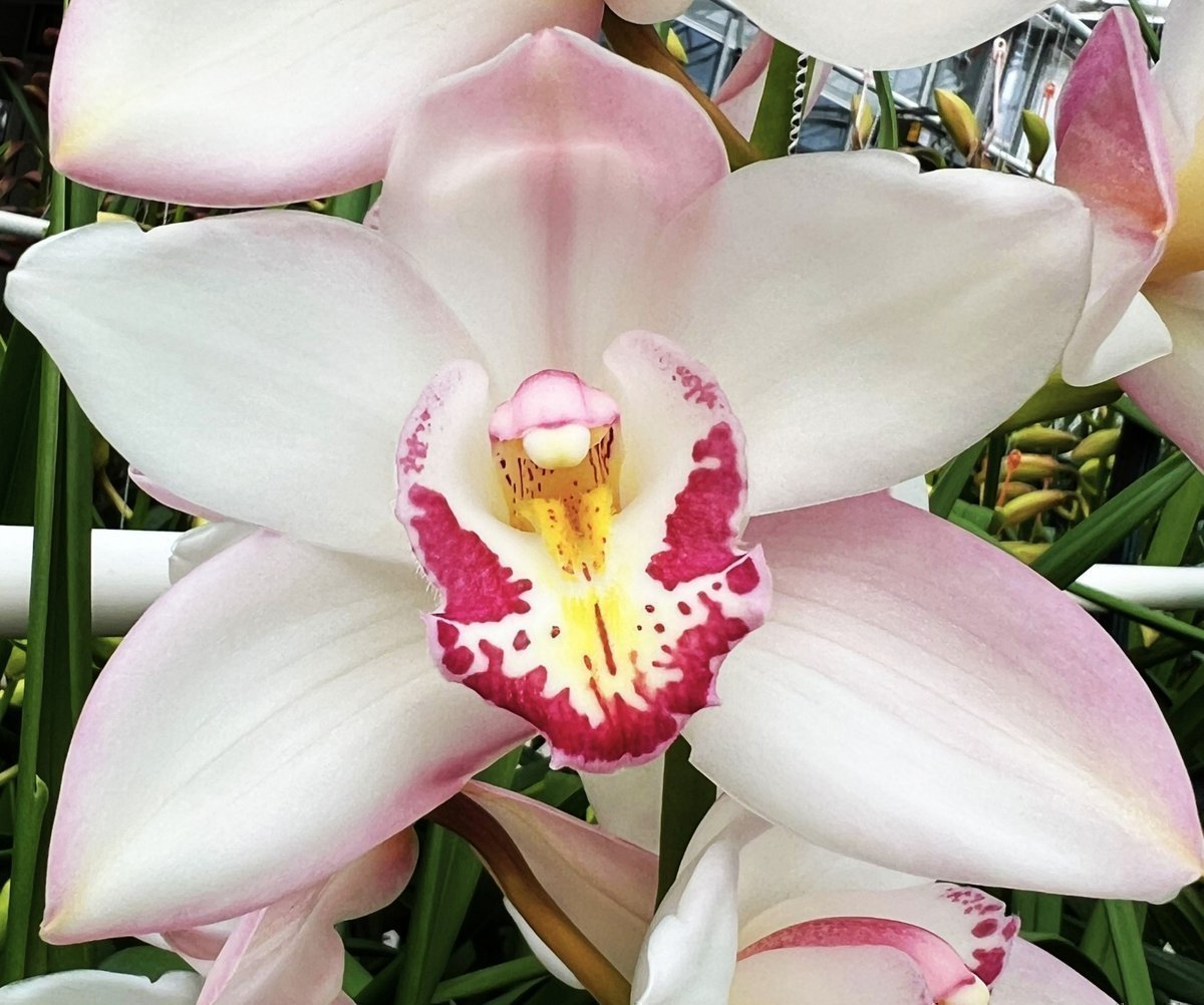 Срезанные цветы оптом Cymbidium pink mariangela от 9шт из Голландии с доставкой по России