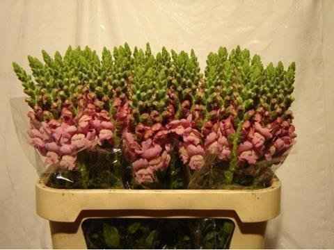 Срезанные цветы оптом Antirrhinum lavendel от 60шт из Голландии с доставкой по России