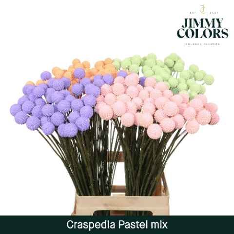 Срезанные цветы оптом Craspedia paint mix pastel от 200шт из Голландии с доставкой по России