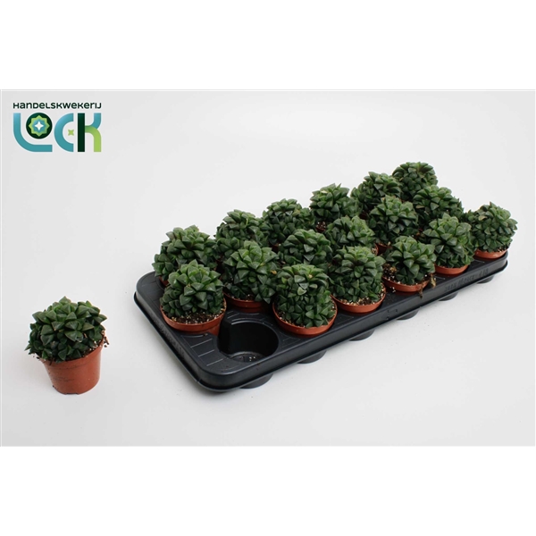 Горшечные цветы и растения оптом Haworthia Cymbiformis от 12шт (для телеги) из Голландии с доставкой по России