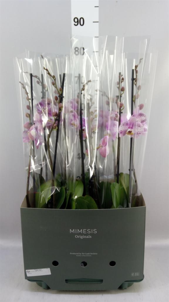Горшечные цветы и растения оптом Phalaenopsis ...rose от 6шт из Голландии с доставкой по России
