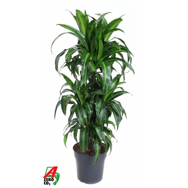 Горшечные цветы и растения оптом Drac Hawaiian 60-carrousel от 1шт из Голландии с доставкой по России