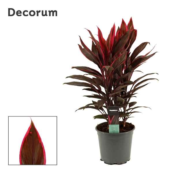 Горшечные цветы и растения оптом Cordyline Tango 3pp (decorum) от 5шт из Голландии с доставкой по России