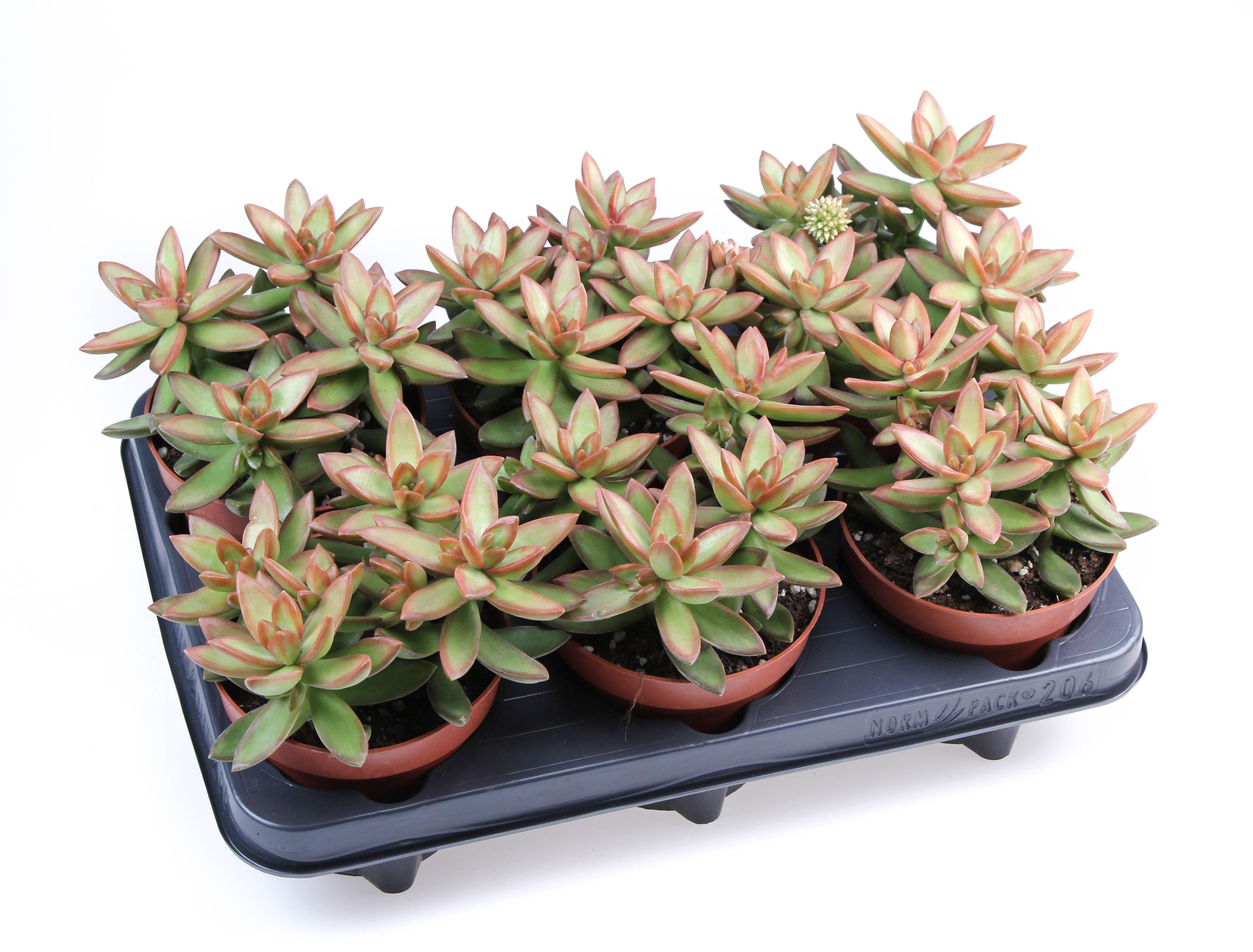 Горшечные цветы и растения оптом Sedum Nussbaumerianum от 6шт из Голландии с доставкой по России