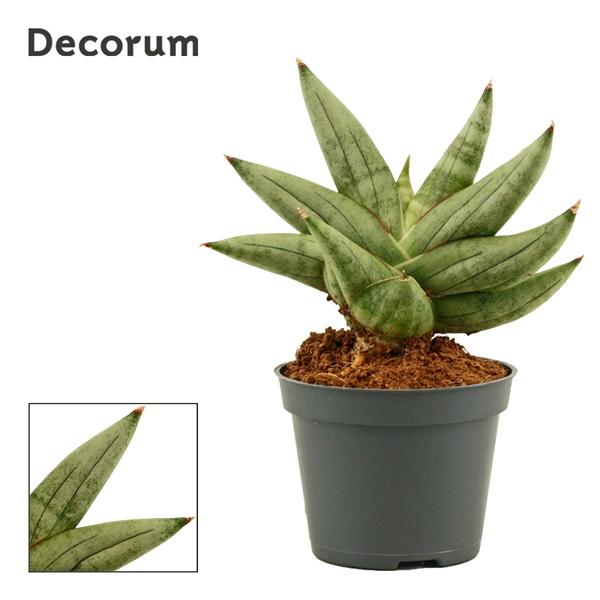 Горшечные цветы и растения оптом Sansevieria Artistic Fan 6 Cm (decorum) от 14шт (для телеги) из Голландии с доставкой по России