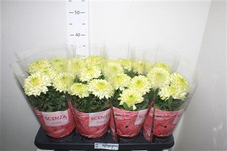 Горшечные цветы и растения оптом Chrys Nova Lime 3pp от 8шт из Голландии с доставкой по России