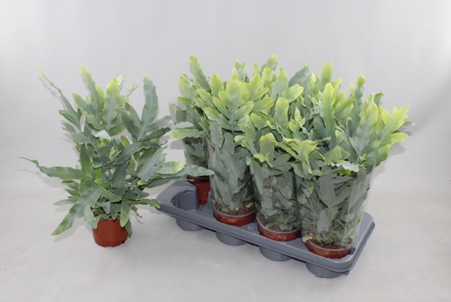 Горшечные цветы и растения оптом Phlebo A Blue Star от 8шт из Голландии с доставкой по России