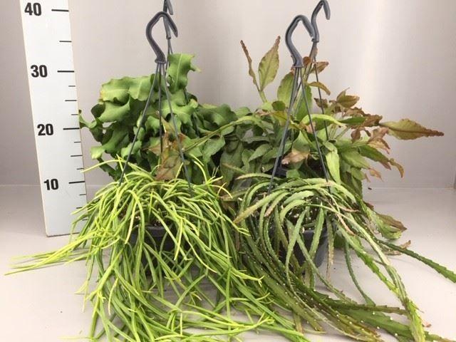 Горшечные цветы и растения оптом Rhipsalis   ...mix от 5шт из Голландии с доставкой по России