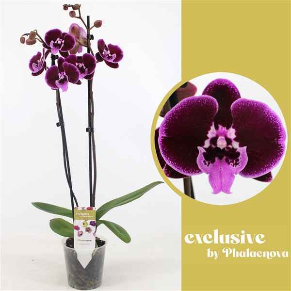 Горшечные цветы и растения оптом Phal 2st Balbina 16+ (phalaenova) от 10шт из Голландии с доставкой по России